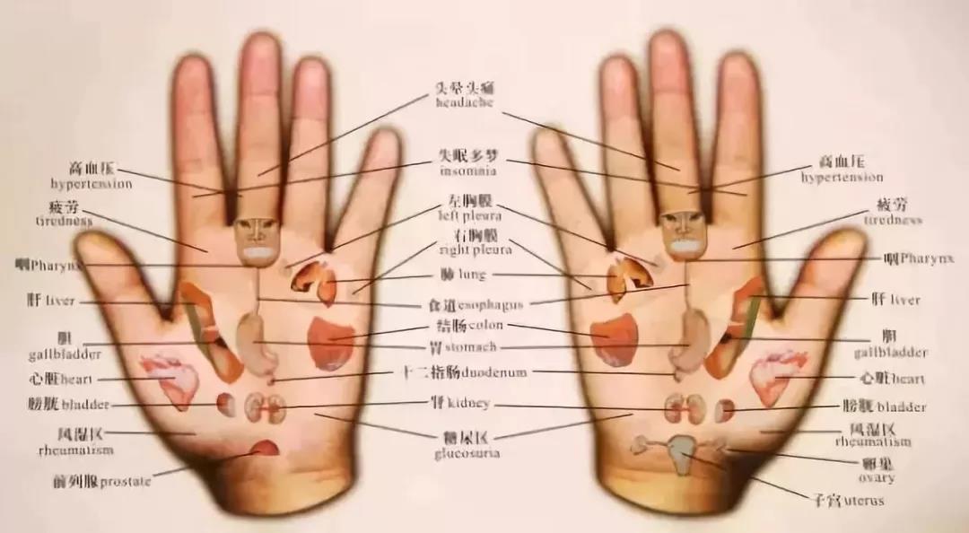 五脏六腑图猜一成语_身体结构图五脏六腑(3)