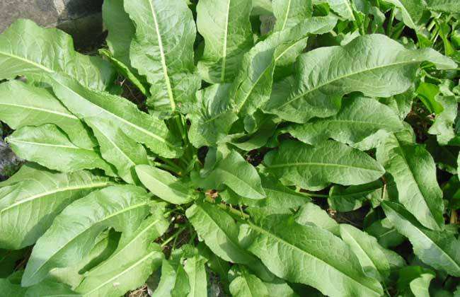 【种福堂中医】带你识草药挖野菜——土大黄